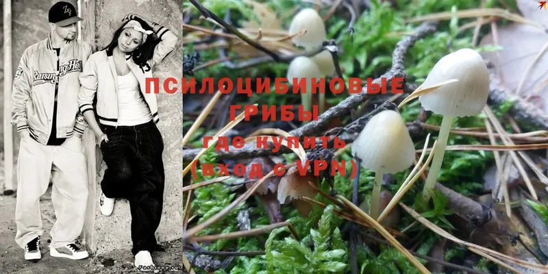 Псилоцибиновые грибы Psilocybe  Кологрив 